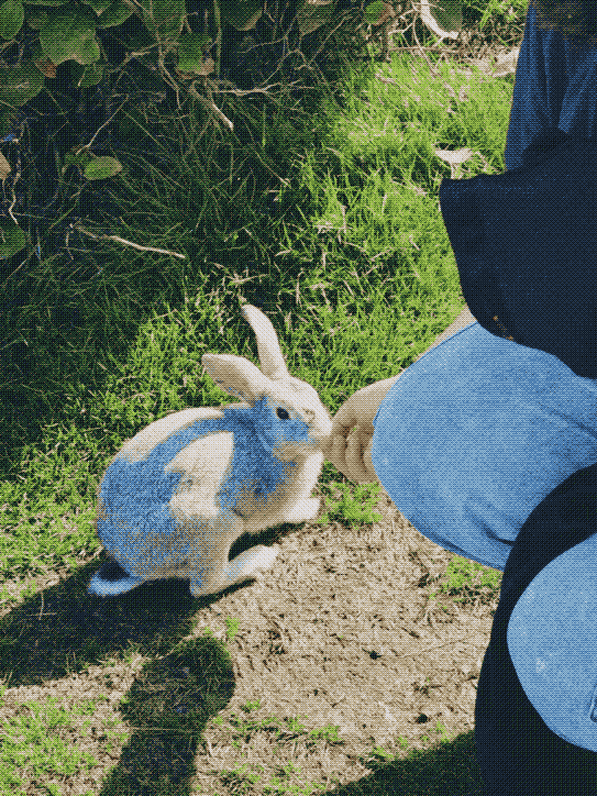 a person stretching out their hand for a rabbit to sniff
