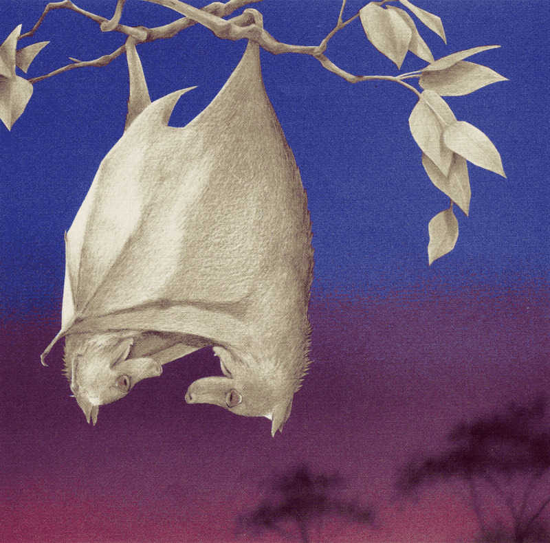 illustration of two bats embracing upside down