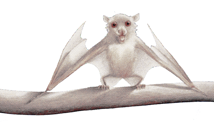 illustration of a bat trying to stand right-side-up on a branch