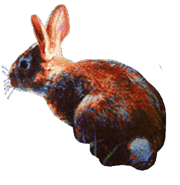 illustration of a rabbit