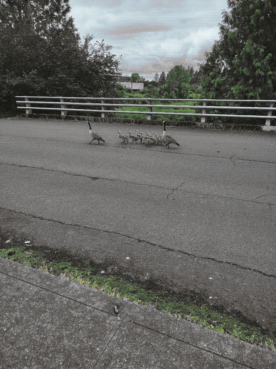 two adult geese and 10 or more goslings crossing the road