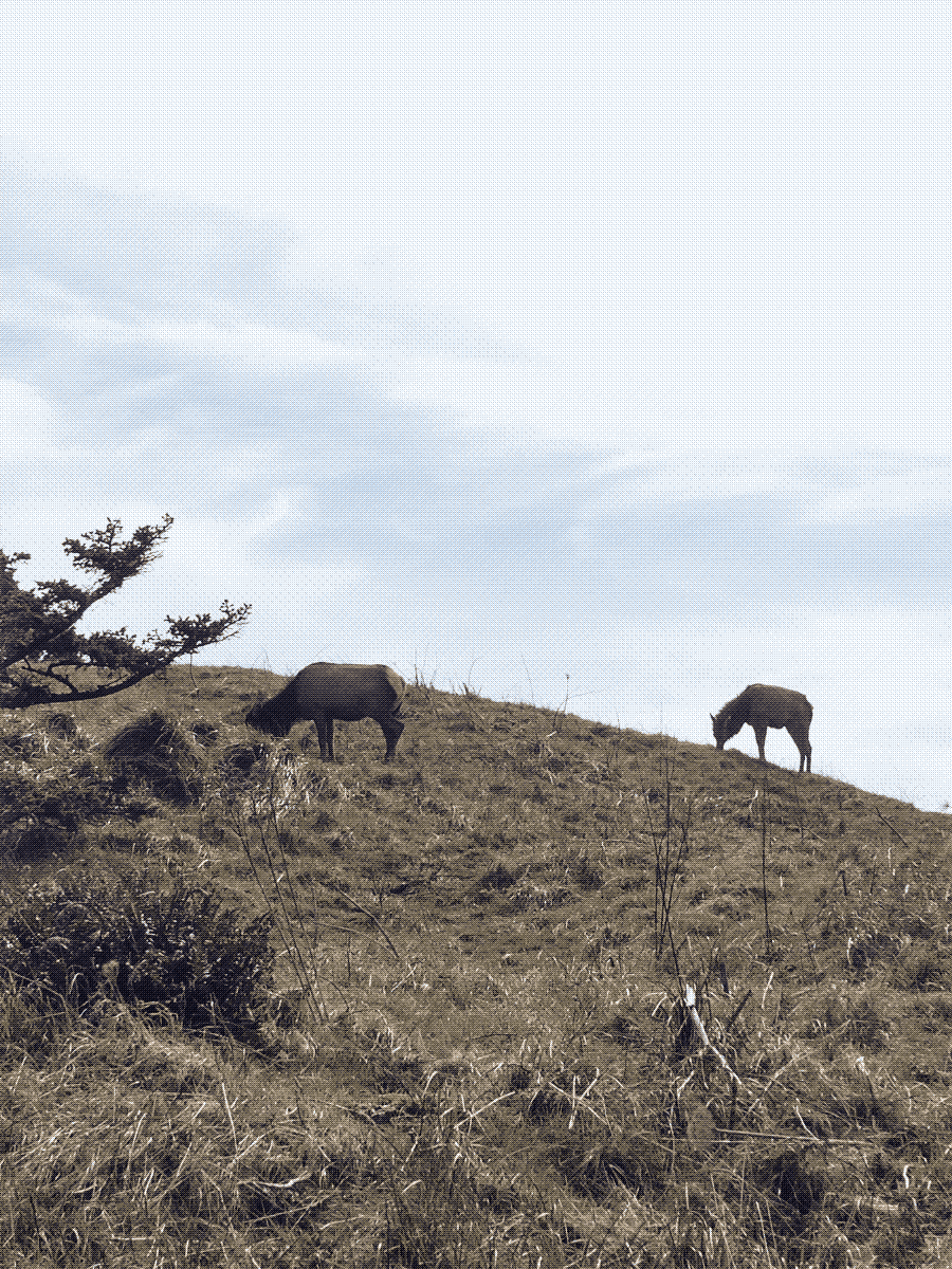 two hooved animals that look like elk grazing on the top of a hill