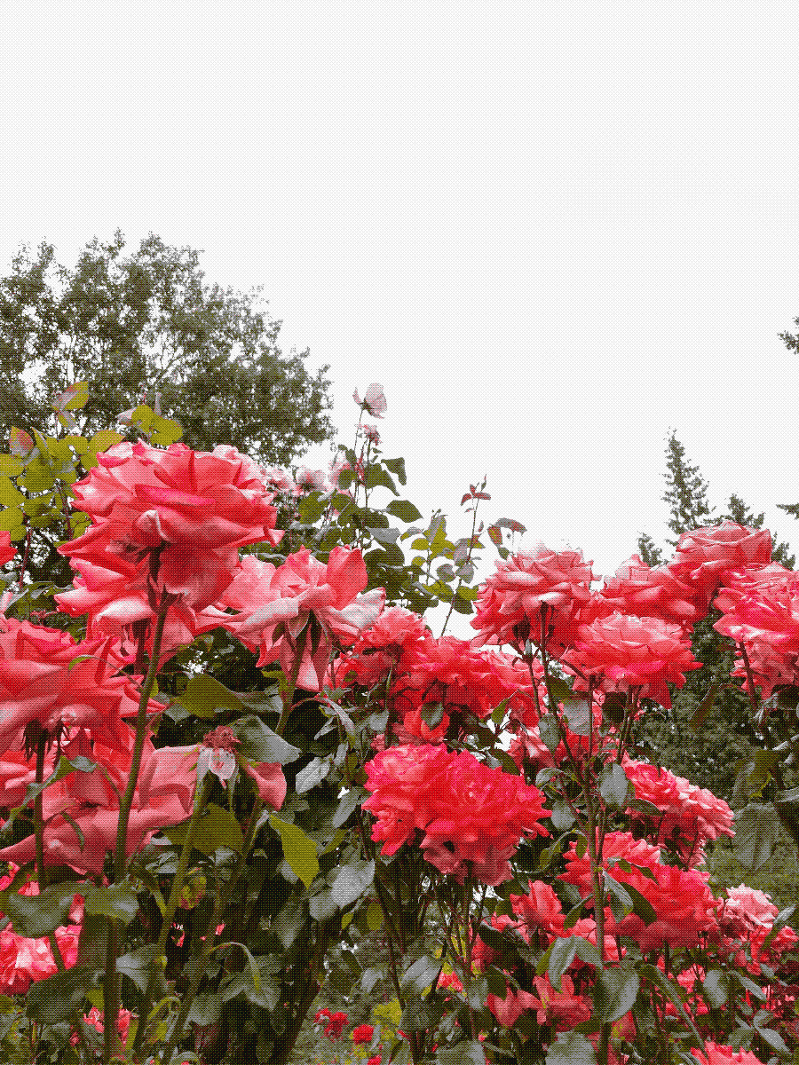 a bush of pink roses in full bloom