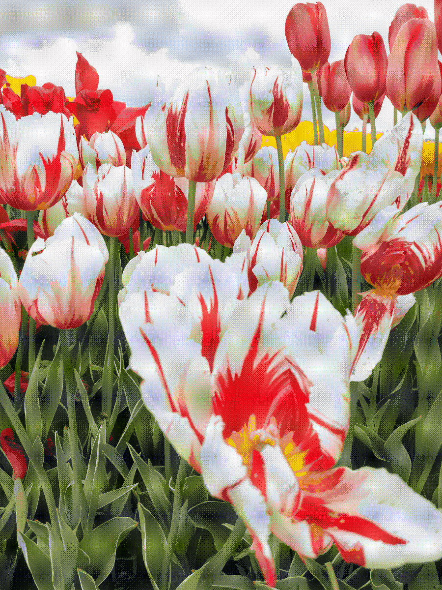 a crop of tulips, white with pink striations