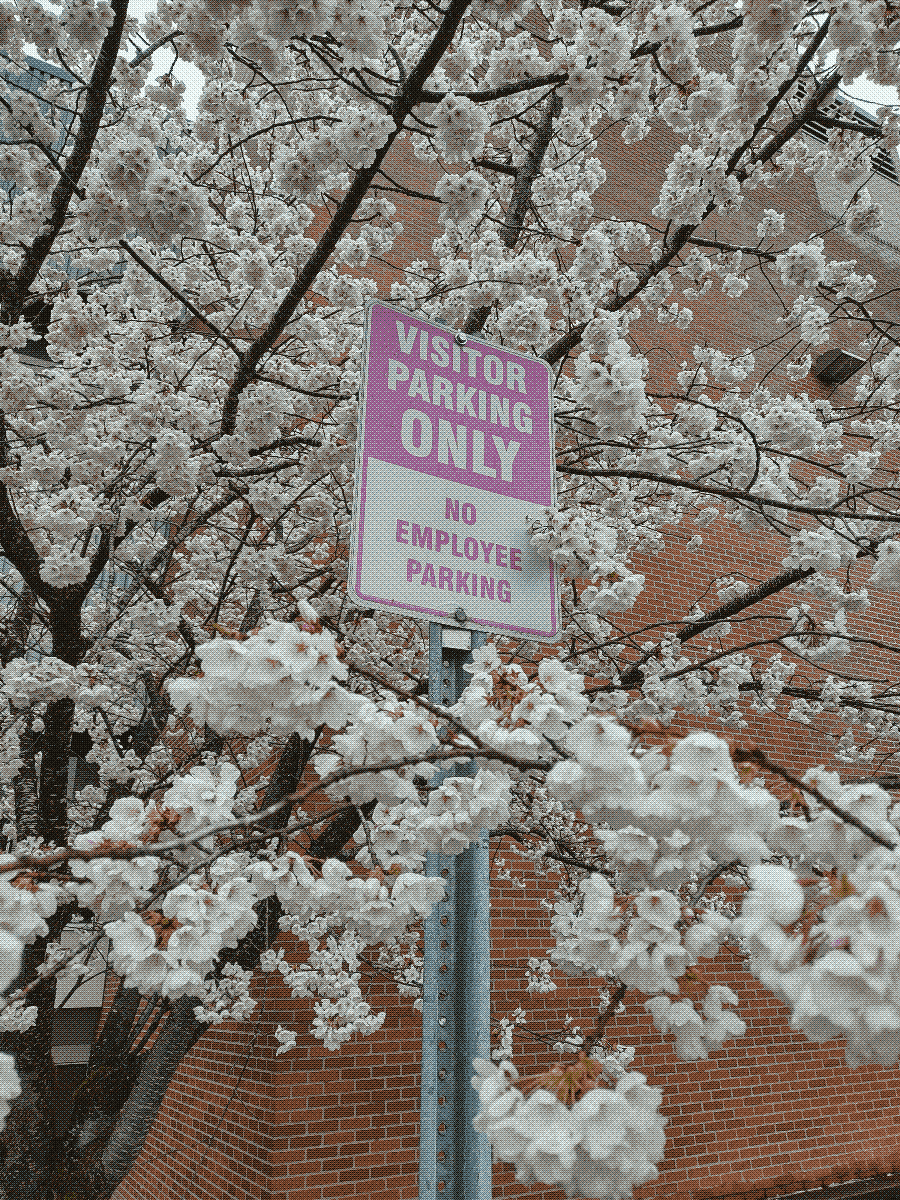 a pink sign reading visitor parking only, surrounded by a cherry blossom tree in full bloom