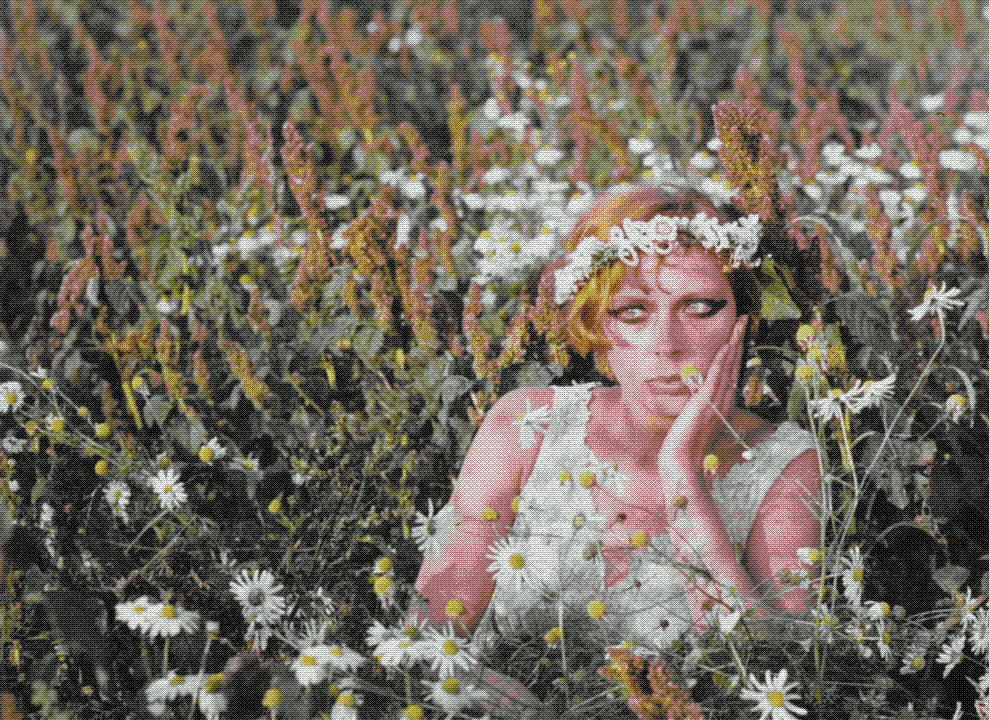Daisies 1966